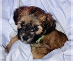 Small Photo #1 ShihPoo Puppy For Sale in TAMPA, FL, USA