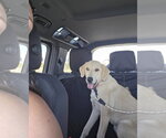 Small #3 Labrador Retriever-Rhodesian Ridgeback Mix