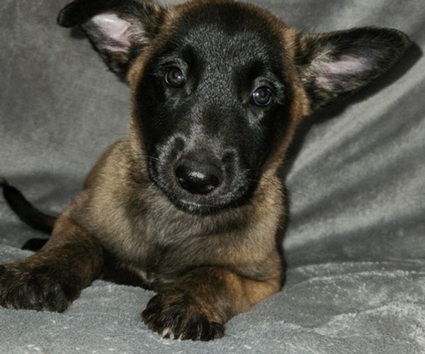 Medium Photo #3 Belgian Malinois Puppy For Sale in HOLLYWOOD, FL, USA