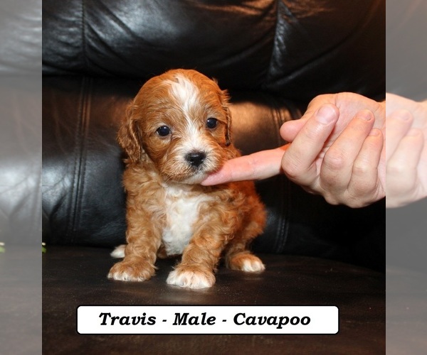 Medium Photo #2 Cavapoo (Miniature) Puppy For Sale in CLARKRANGE, TN, USA