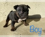 Small Photo #10 American Bully Puppy For Sale in VACAVILLE, CA, USA
