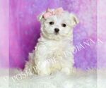 Small Photo #135 Maltipoo (Miniature) Puppy For Sale in WARSAW, IN, USA