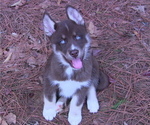 Small Photo #1 Siberian Husky Puppy For Sale in LAURENS, SC, USA