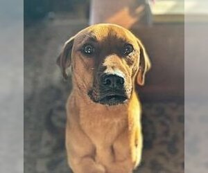 Labrador Retriever-Unknown Mix Dogs for adoption in Monterey, VA, USA