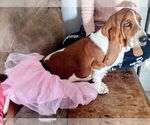 Small Photo #1 Basset Hound Puppy For Sale in HILLSBORO, TX, USA