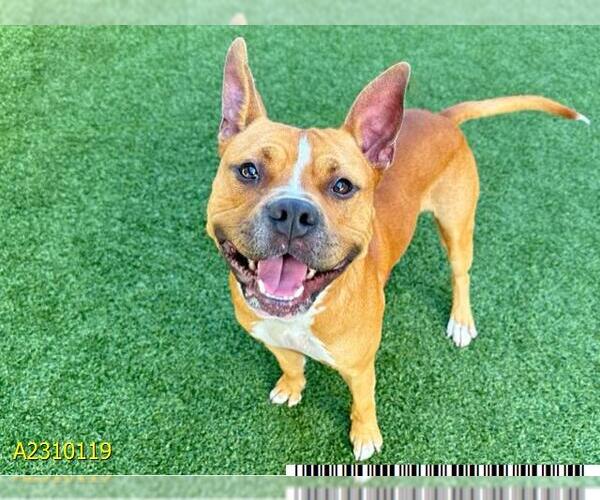 Medium Photo #1 American Pit Bull Terrier Puppy For Sale in West Palm Beach, FL, USA