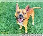 Small American Pit Bull Terrier
