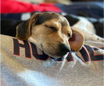 Small #5 Beagle Mix
