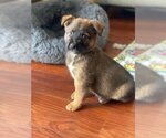 Small Photo #2  Puppy For Sale in , 