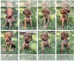 Small Photo #4 Vizsla Puppy For Sale in ABILENE, TX, USA