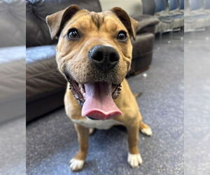 Labrador Retriever-Unknown Mix Dogs for adoption in Anchorage, AK, USA