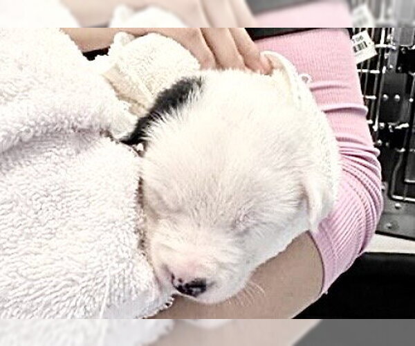 Medium Photo #1 Mutt Puppy For Sale in Houston, TX, USA