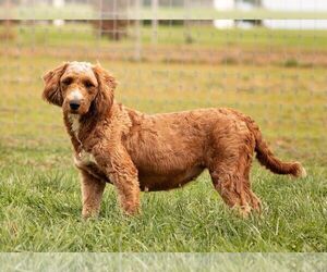 Mother of the Goldendoodle (Miniature) puppies born on 09/01/2025