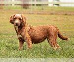 Small Photo #1 Goldendoodle (Miniature) Puppy For Sale in LITITZ, PA, USA