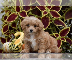 Bichpoo Puppy for sale in GAP, PA, USA