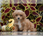 Small Photo #1 Bichpoo Puppy For Sale in GAP, PA, USA