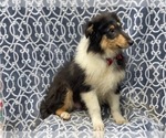Small Photo #10 Collie Puppy For Sale in LAKELAND, FL, USA