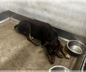 Medium Doberman Pinscher Mix