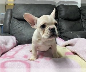 French Bulldog Puppy for sale in SAN JOSE, CA, USA