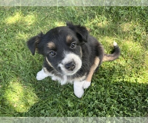 Australian Shepherd Puppy for sale in SPRINGDALE, WA, USA