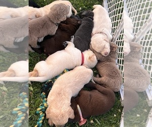 Labrador Retriever Puppy for Sale in BLANCHARD, Michigan USA