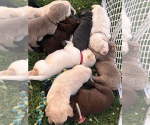 Labrador Retriever Litter for sale in BLANCHARD, MI, USA