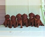 Small Photo #2 Irish Setter-Poodle (Miniature) Mix Puppy For Sale in NEWMANSTOWN, PA, USA