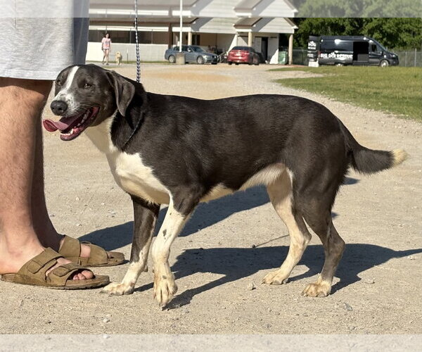 Medium Photo #1 Labrador Retriever-Unknown Mix Puppy For Sale in Rockaway, NJ, USA