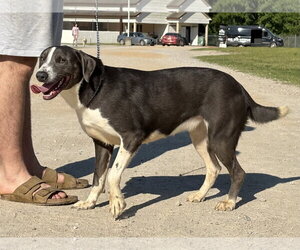 Labrador Retriever-Unknown Mix Dogs for adoption in Rockaway, NJ, USA