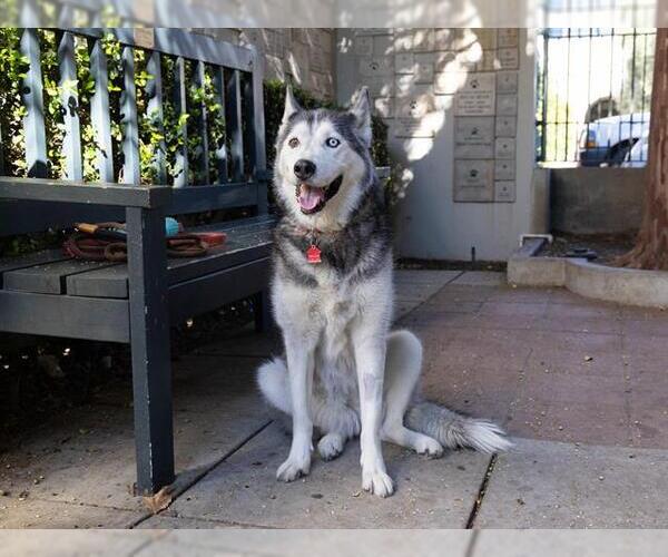 Medium Photo #3 Siberian Husky Puppy For Sale in Pasadena, CA, USA