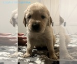 Small Photo #9 Golden Retriever Puppy For Sale in BUCHANAN, TN, USA