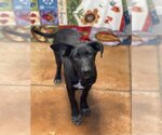 Small Photo #3 Basset Hound-Labrador Retriever Mix Puppy For Sale in Bolivar, MO, USA