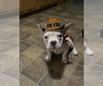 Small #15 French Bulldog