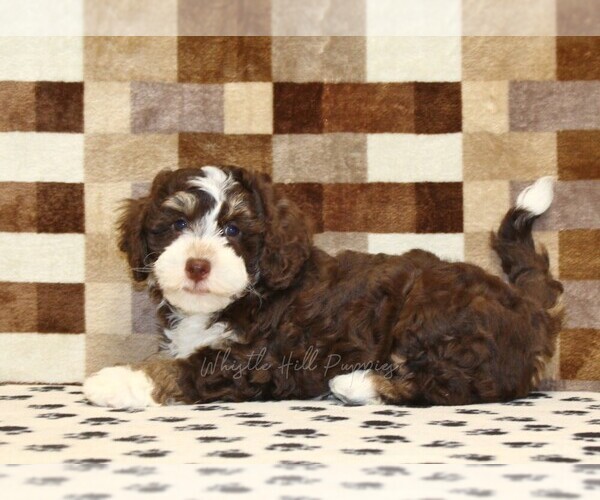 Medium Photo #3 Bernedoodle (Miniature) Puppy For Sale in DENVER, PA, USA