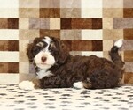 Small #2 Bernedoodle (Miniature)