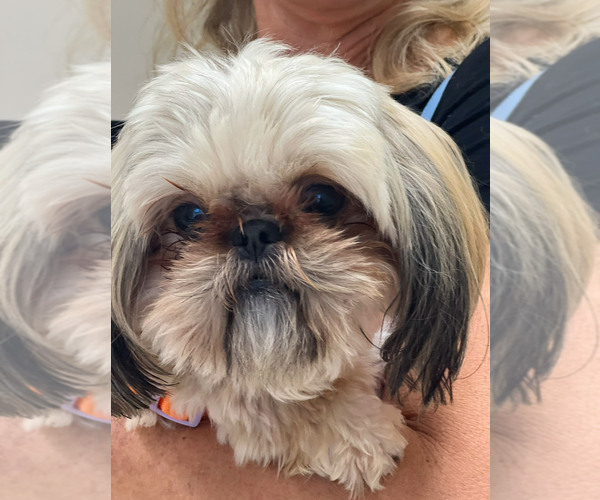 Medium Photo #1 Shih Tzu Puppy For Sale in LEXINGTON, NC, USA