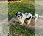 Cookie - Female Cocker Spaniel-Unknown Mix Dog for Adoption - Small photo