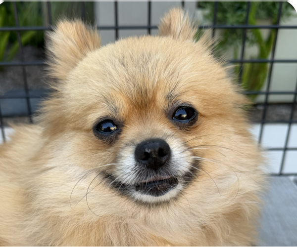 Medium Photo #1 Pomeranian Puppy For Sale in San Ramon, CA, USA