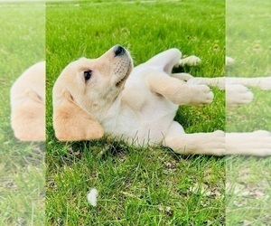 Labrador Retriever Puppy for sale in GREENFIELD, IN, USA