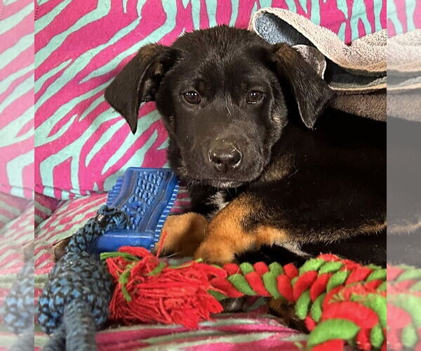 Medium Photo #1 German Shepherd Dog-Unknown Mix Puppy For Sale in Hinton, WV, USA