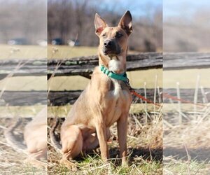American Pit Bull Terrier-German Shepherd Dog Mix Dogs for adoption in Rustburg, VA, USA