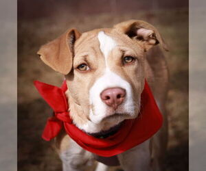 American Staffordshire Terrier-Unknown Mix Dogs for adoption in Fort Collins, CO, USA