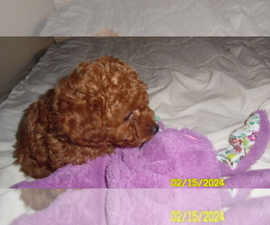 Poodle (Toy) Puppy for sale in DULUTH, GA, USA