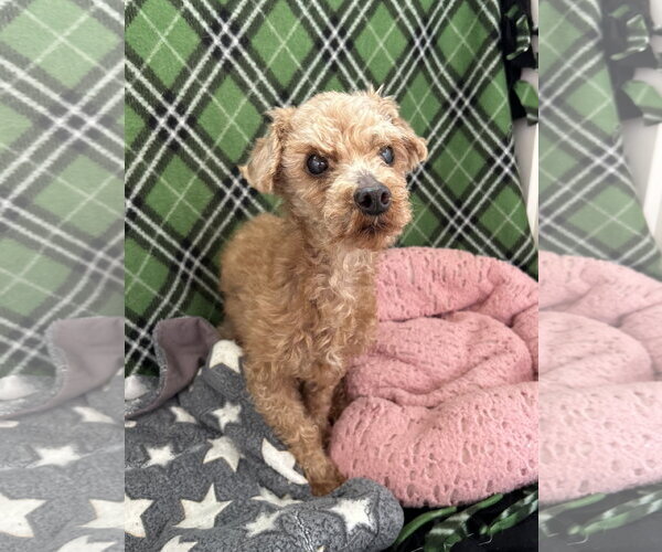 Medium Photo #2 Poodle (Miniature) Puppy For Sale in Pacolet, SC, USA