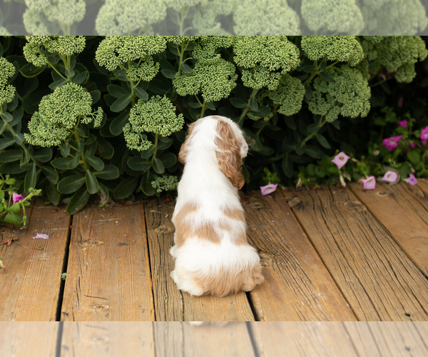 Medium Photo #12 Cocker Spaniel Puppy For Sale in NAPPANEE, IN, USA