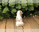 Small #11 Cocker Spaniel