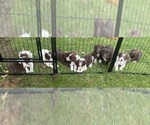 Litter of 10 - Male(s) and Female(s) BoradorLitter of Puppies for Sale - Small photo