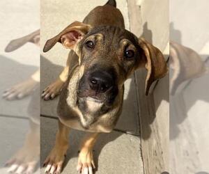 Pyrenees Ridgeback Dogs for adoption in Santa Cruz, CA, USA