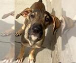 CATAN* - Male Pyrenees Ridgeback Dog for Adoption - Small photo
