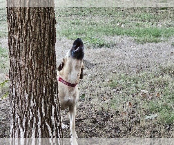 Medium Photo #9 Black Mouth Cur Puppy For Sale in ROYSE CITY, TX, USA